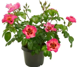 Dehner Persische Rosen, verschiedene Farben Hot
