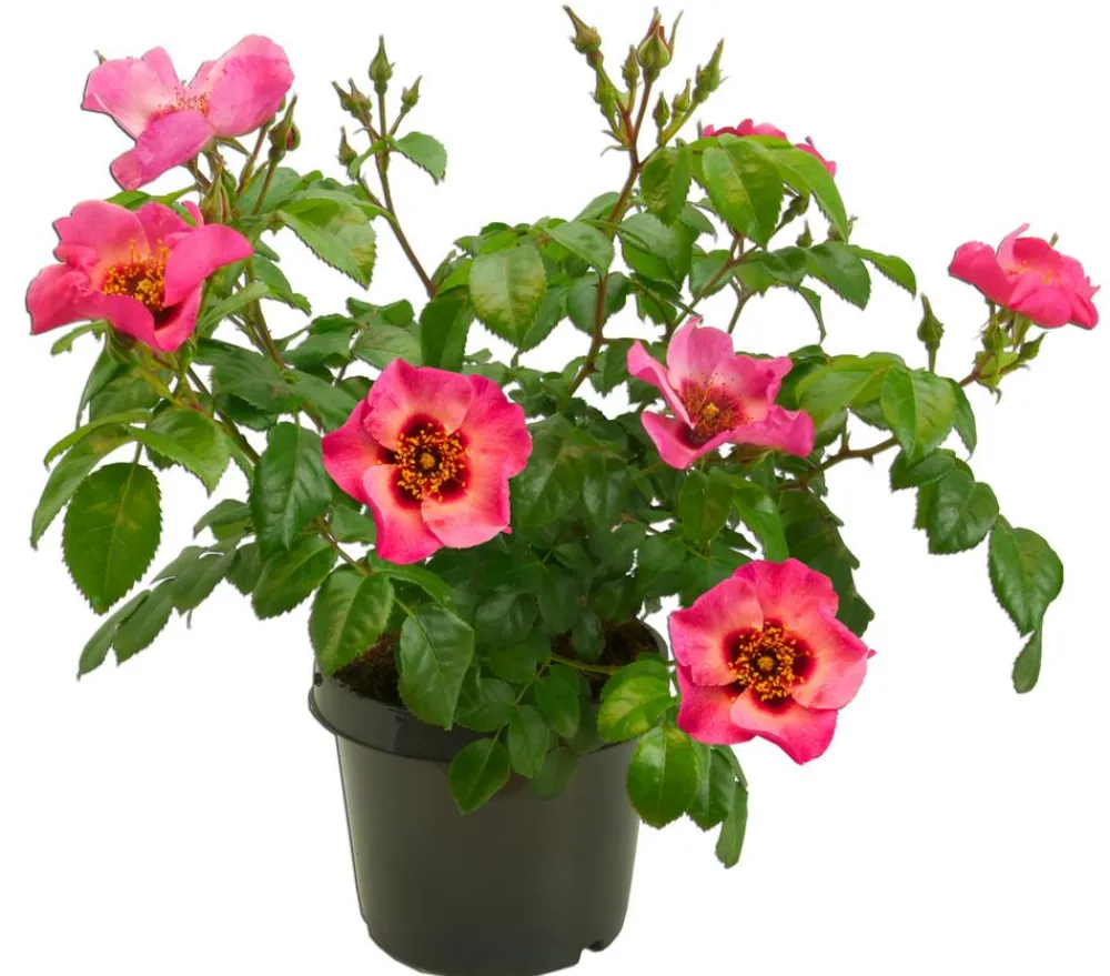 Dehner Persische Rosen, verschiedene Farben Hot