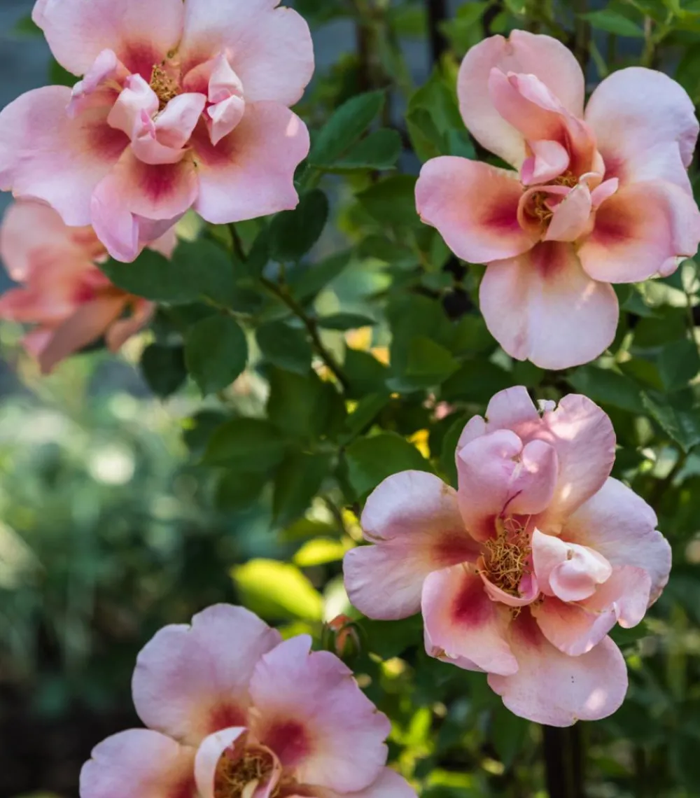 Dehner Persische Rosen, verschiedene Farben Hot