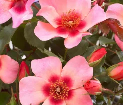 Dehner Persische Rosen, verschiedene Farben Hot