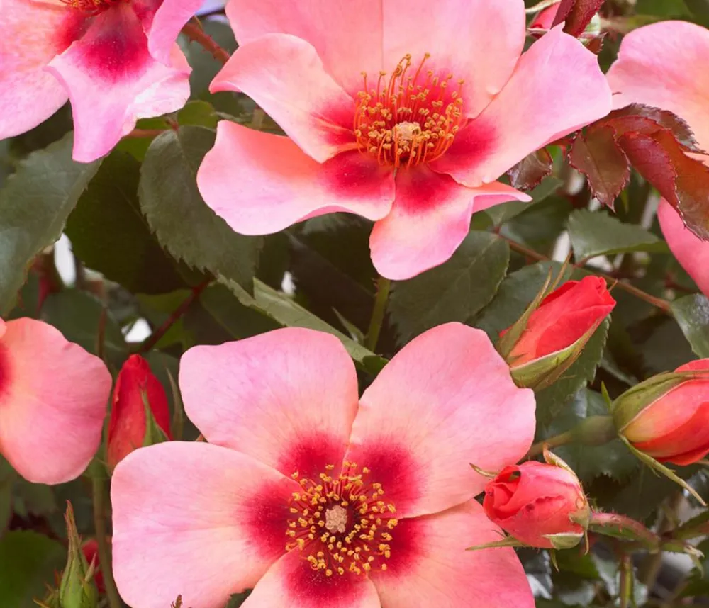 Dehner Persische Rosen, verschiedene Farben Hot