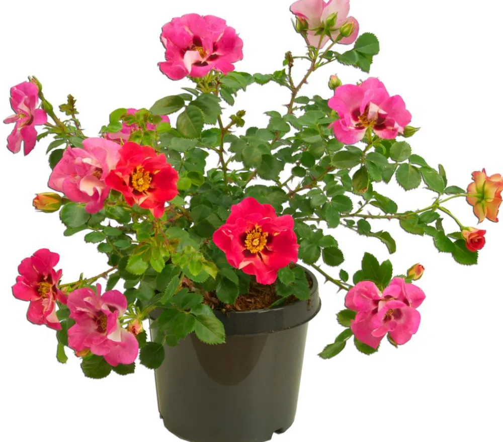 Dehner Persische Rosen, verschiedene Farben Hot