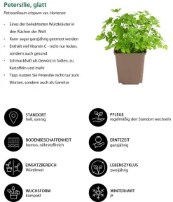 Dehner Garten- & Heilkräuter|Küchenkräuter - Petersilie, glatt Hellgrün