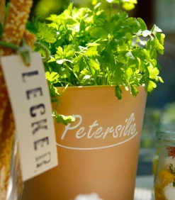 Dehner Petersilie 'Mooskrause', 12er Schale Discount