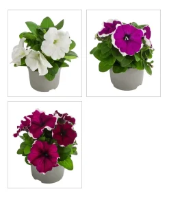 Dehner Petunien|Sommerblumen - Petunie, aufrecht, verschiedene Farben