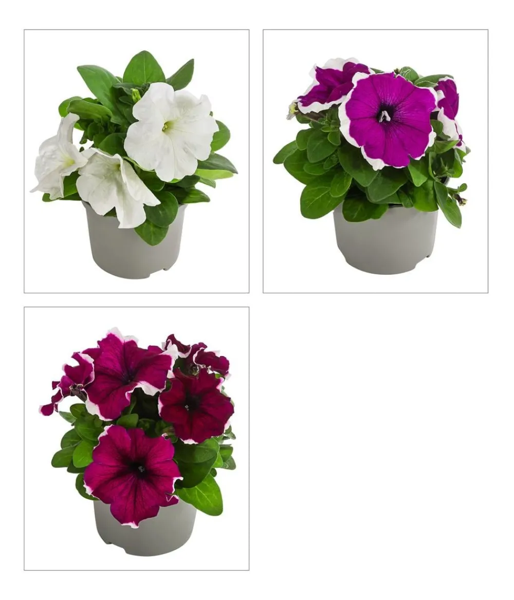 Dehner Petunien|Sommerblumen - Petunie, aufrecht, verschiedene Farben