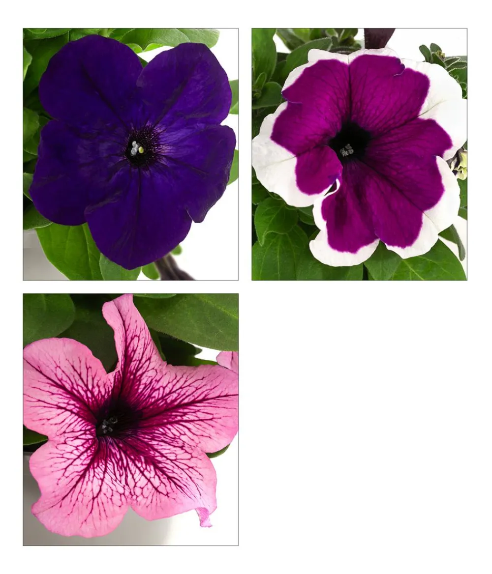 Dehner Petunien|Sommerblumen - Petunie, aufrecht, verschiedene Farben