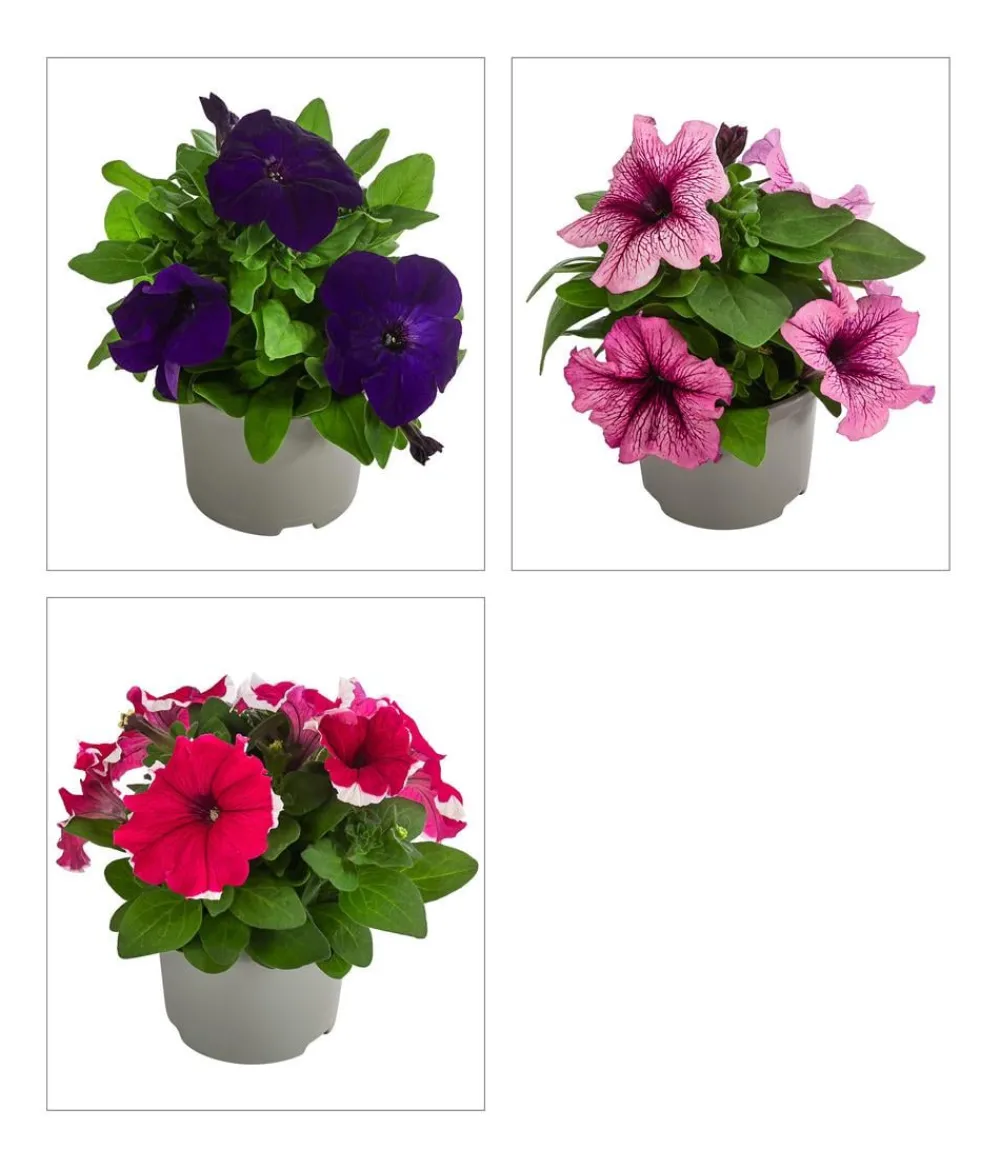 Dehner Petunien|Sommerblumen - Petunie, aufrecht, verschiedene Farben