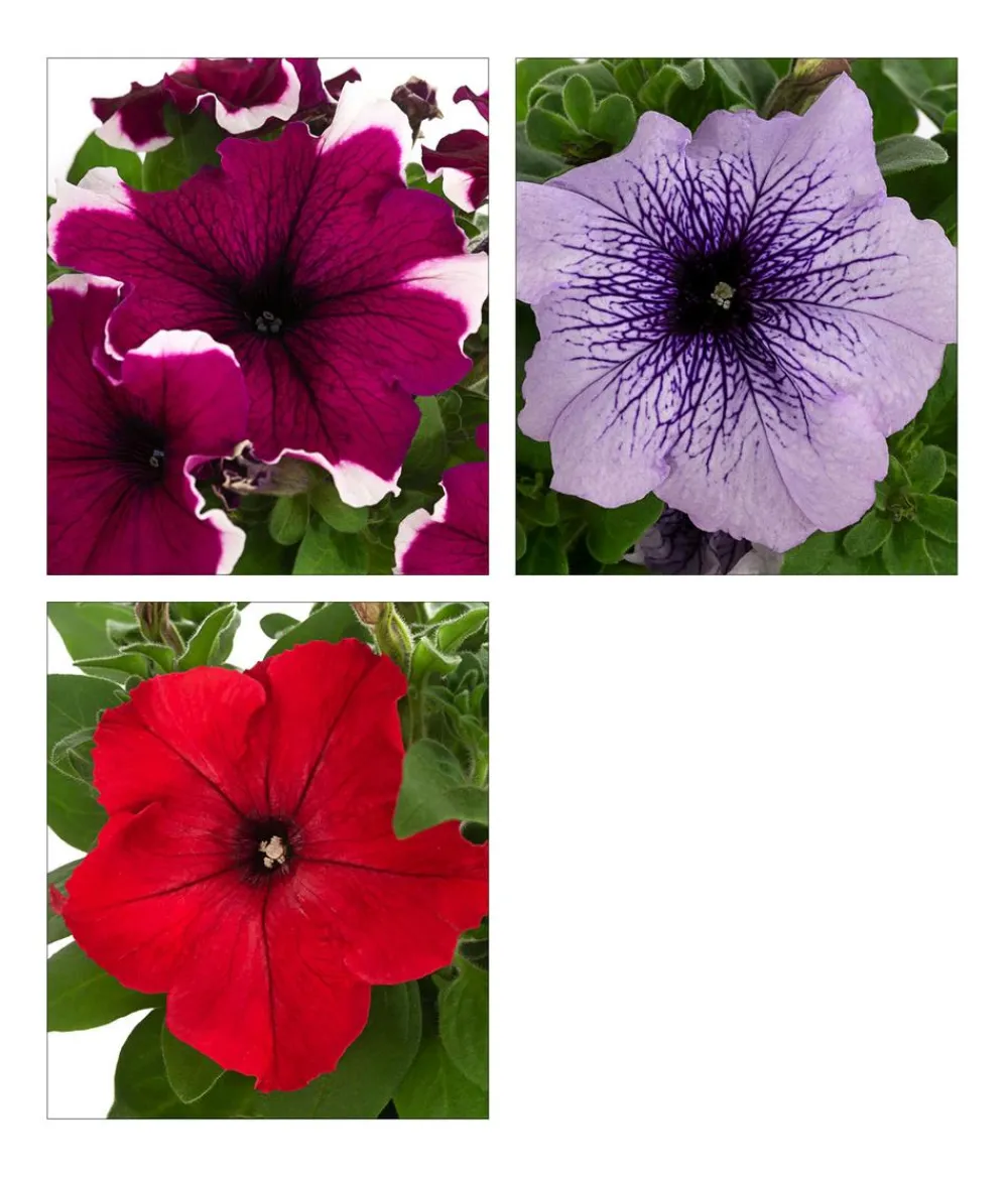 Dehner Petunien|Sommerblumen - Petunie, aufrecht, verschiedene Farben