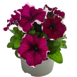 Dehner Petunien|Sommerblumen - Petunie, aufrecht, verschiedene Farben