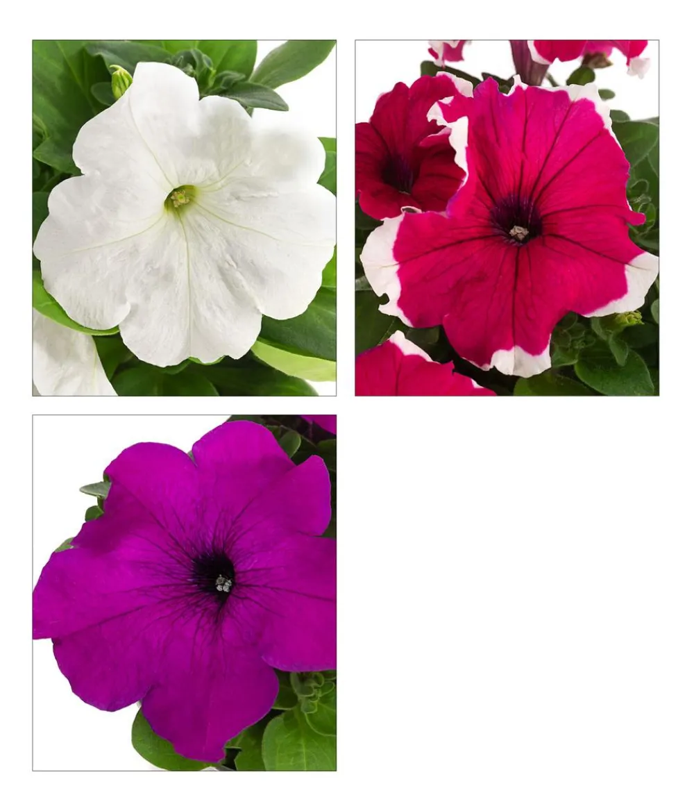 Dehner Petunien|Sommerblumen - Petunie, aufrecht, verschiedene Farben