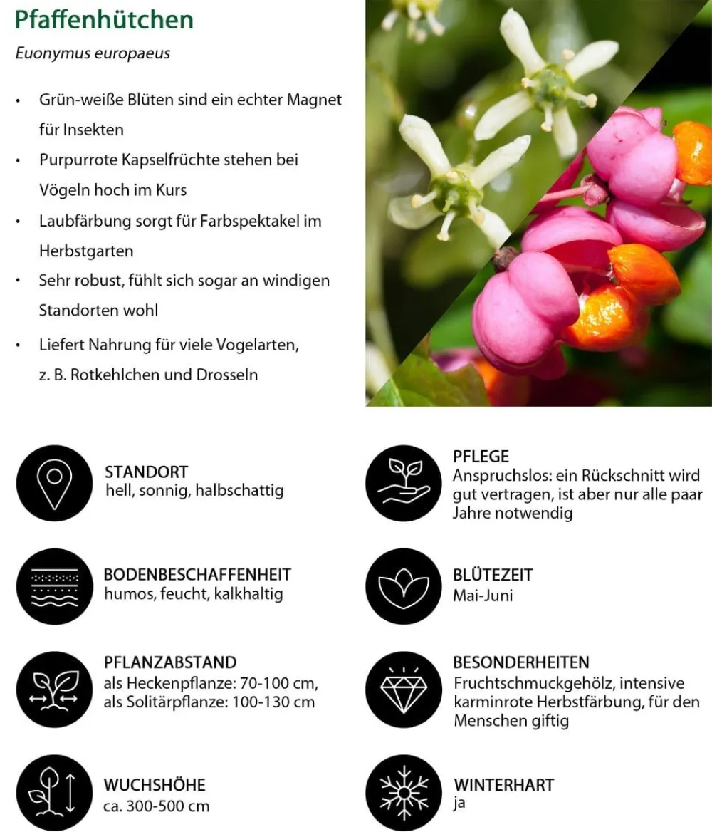 Dehner Natura Premium Pfaffenhütchen Pink Outlet