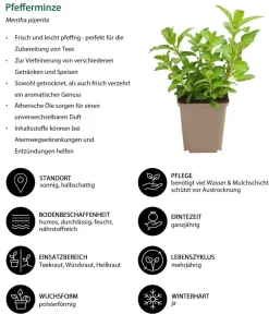 Dehner Garten- & Heilkräuter|Küchenkräuter > Pfefferminze