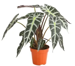 Dehner Calathea & Alocasia|Grünpflanzen > Pfeilblatt - Alocasia amazonica 'Polly'