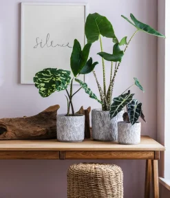 Dehner Calathea & Alocasia|Grünpflanzen - Pfeilblatt - Alocasia amazonica 'Polly' Dunkelgrün