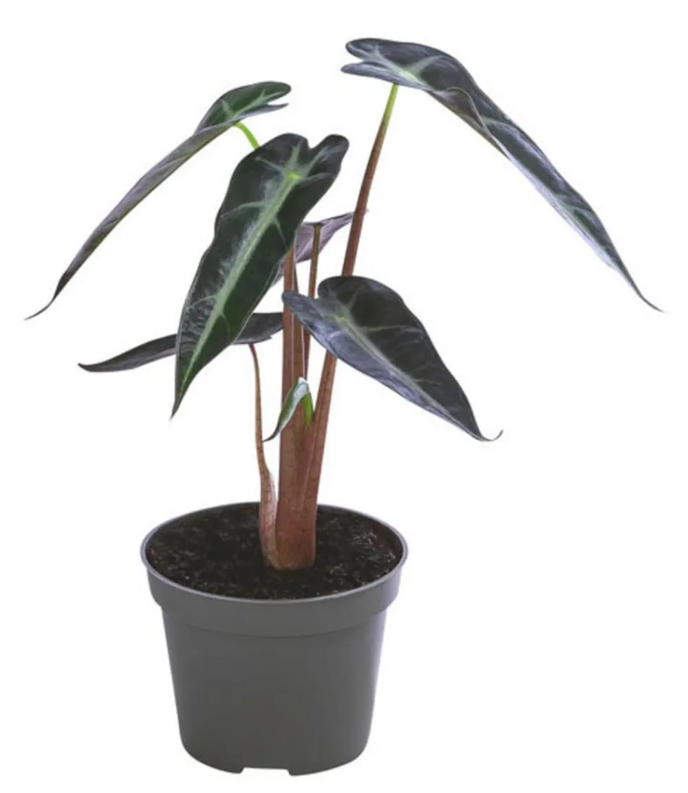 Dehner Calathea & Alocasia|Grünpflanzen - Pfeilblatt - Alocasia amazonica 'Polly' Dunkelgrün