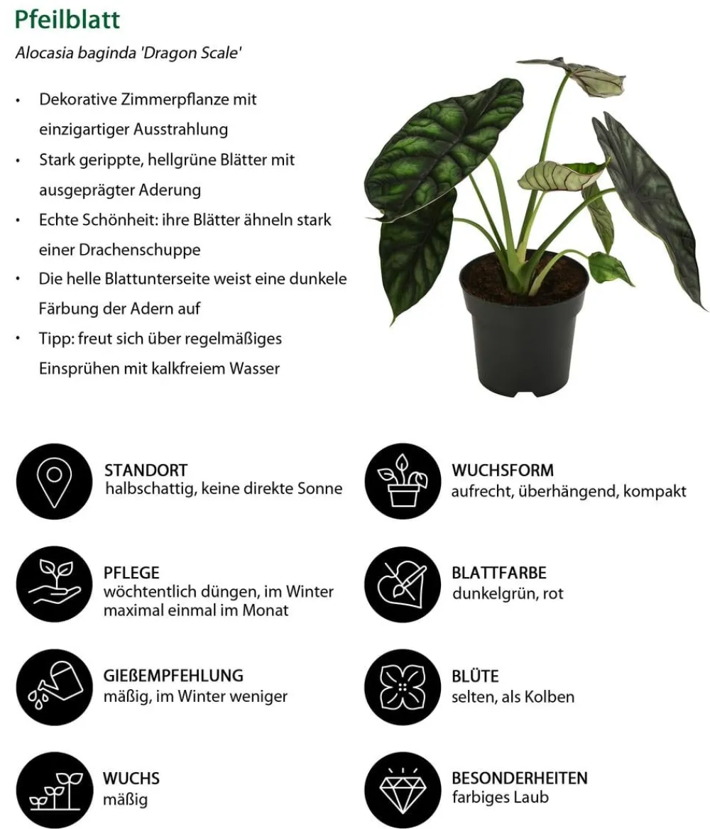Dehner Calathea & Alocasia|Grünpflanzen - Pfeilblatt - Alocasia baginda 'Dragon Scale'