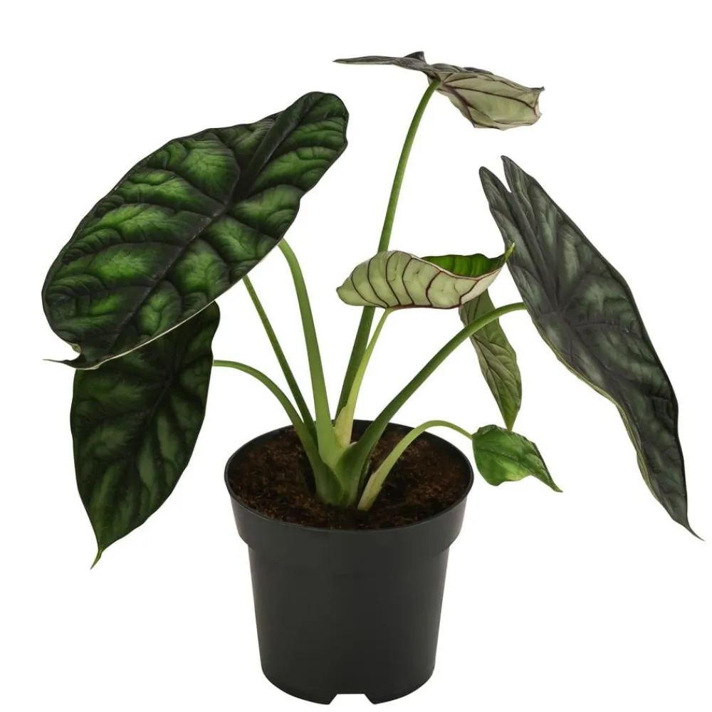 Dehner Calathea & Alocasia|Grünpflanzen - Pfeilblatt - Alocasia baginda 'Dragon Scale'