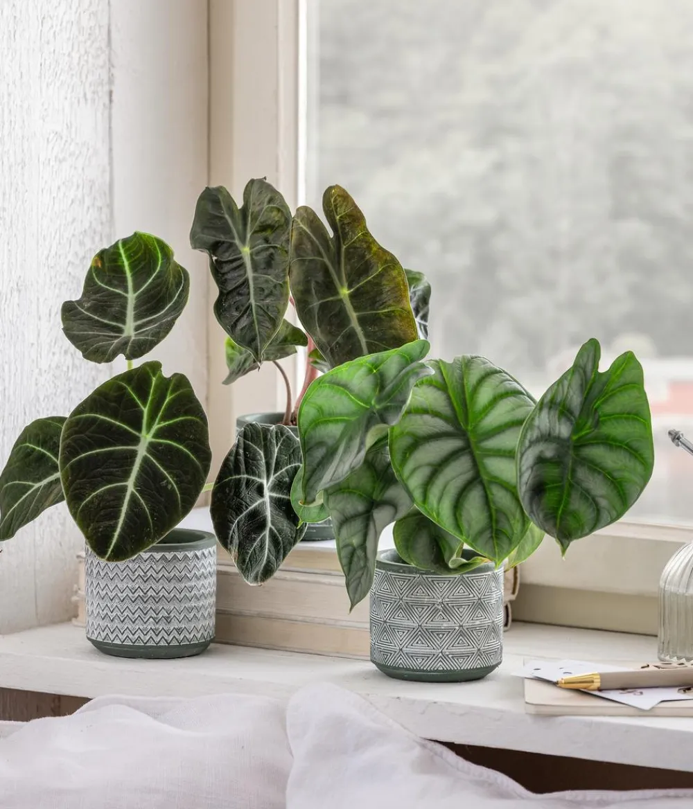 Dehner Calathea & Alocasia|Grünpflanzen > Pfeilblatt - Alocasia baginda 'Pink Dragon'