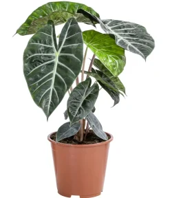 Dehner Pfeilblatt - Alocasia baginda 'Pink Dragon'