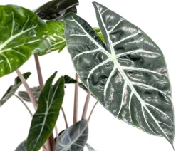 Dehner Pfeilblatt - Alocasia baginda 'Pink Dragon'