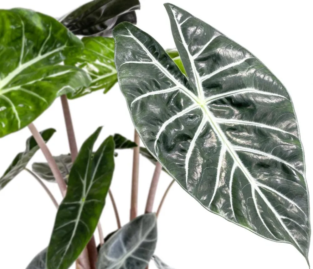Dehner Pfeilblatt - Alocasia baginda 'Pink Dragon'