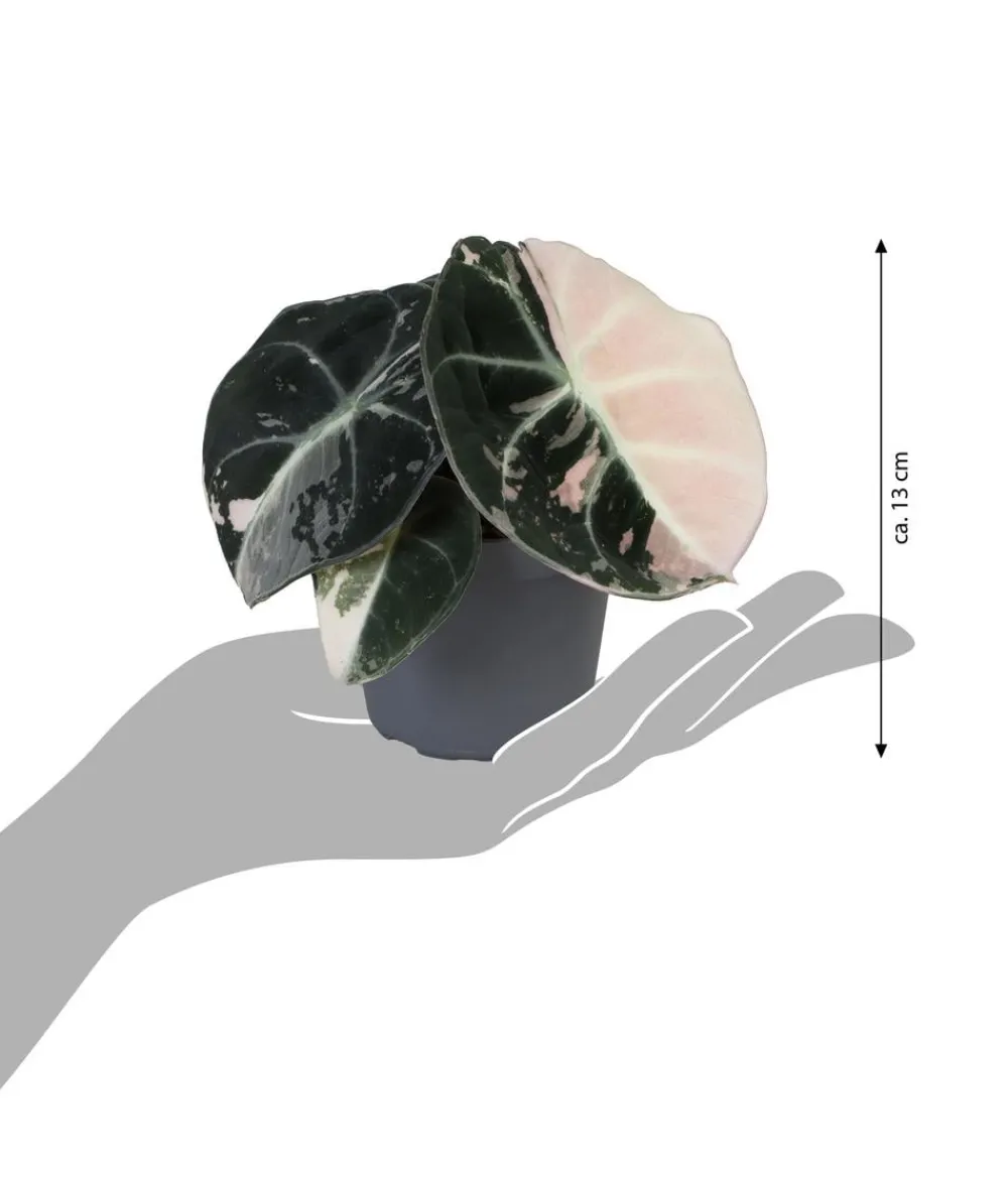 Dehner Pfeilblatt - Alocasia 'Black Velvet Pink' Online