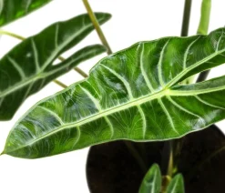 Dehner Calathea & Alocasia|Grünpflanzen > Pfeilblatt - Alocasia chantrieri
