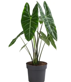 Dehner Calathea & Alocasia|Grünpflanzen > Pfeilblatt - Alocasia chantrieri