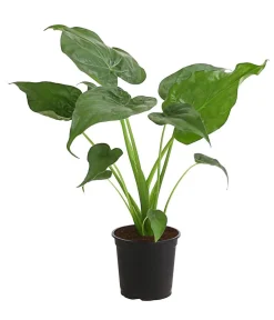 Dehner Calathea & Alocasia|Grünpflanzen > Pfeilblatt - Alocasia cucullata