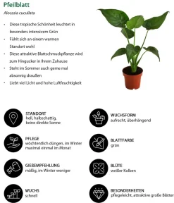 Dehner Pfeilblatt - Alocasia cucullata Grün New