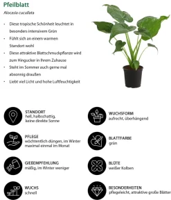 Dehner Calathea & Alocasia|Grünpflanzen - Pfeilblatt - Alocasia cucullata Grün