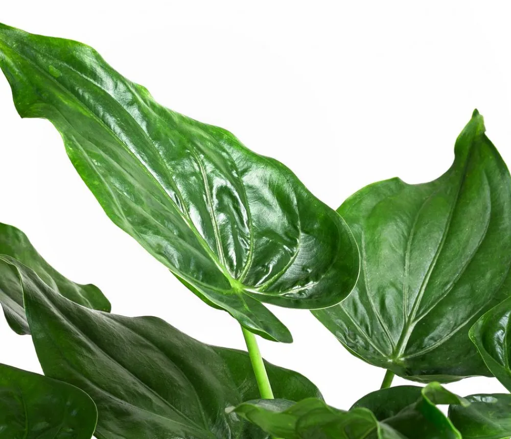 Dehner Calathea & Alocasia|Grünpflanzen - Pfeilblatt - Alocasia cucullata Grün