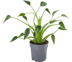 Dehner Calathea & Alocasia > Pfeilblatt - Alocasia cultivars 'Tiny Dancer'