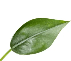 Dehner Calathea & Alocasia > Pfeilblatt - Alocasia cultivars 'Tiny Dancer'