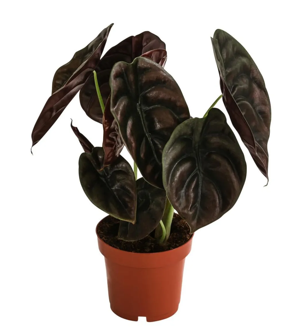 Dehner Calathea & Alocasia|Grünpflanzen - Pfeilblatt - Alocasia cuprea 'Red Secret' Dunkelrot