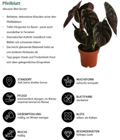 Dehner Calathea & Alocasia|Grünpflanzen - Pfeilblatt - Alocasia cuprea 'Red Secret' Dunkelrot