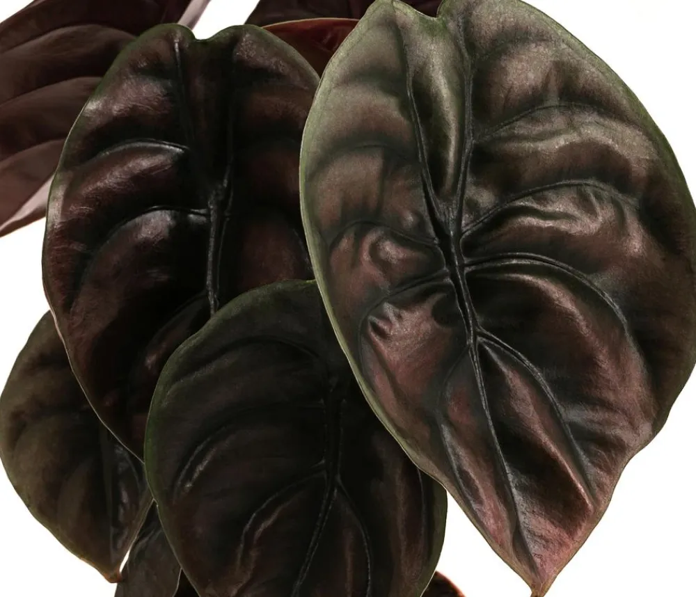 Dehner Calathea & Alocasia|Grünpflanzen - Pfeilblatt - Alocasia cuprea 'Red Secret' Dunkelrot