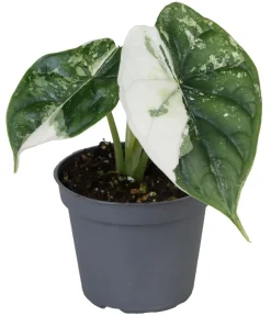 Dehner Raritäten|Calathea & Alocasia - Pfeilblatt - Alocasia 'Dragon Scale' variegata