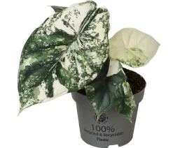 Dehner Raritäten|Calathea & Alocasia - Pfeilblatt - Alocasia 'Dragon Scale' variegata