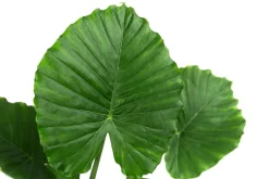 Dehner Pfeilblatt - Alocasia gageana 'California' Dunkelgrün Best