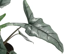 Dehner Raritäten|Grünpflanzen - Pfeilblatt - Alocasia heterophylla 'Dragons Breath'