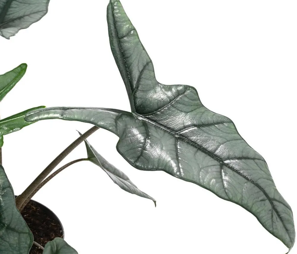 Dehner Raritäten|Grünpflanzen - Pfeilblatt - Alocasia heterophylla 'Dragons Breath'