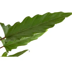Dehner Calathea & Alocasia|Grünpflanzen > Pfeilblatt - Alocasia lauterbachiana