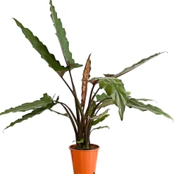 Dehner Calathea & Alocasia|Grünpflanzen > Pfeilblatt - Alocasia lauterbachiana