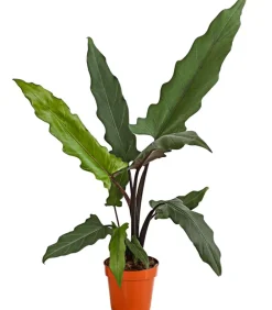Dehner Calathea & Alocasia|Grünpflanzen - Pfeilblatt - Alocasia lauterbachiana