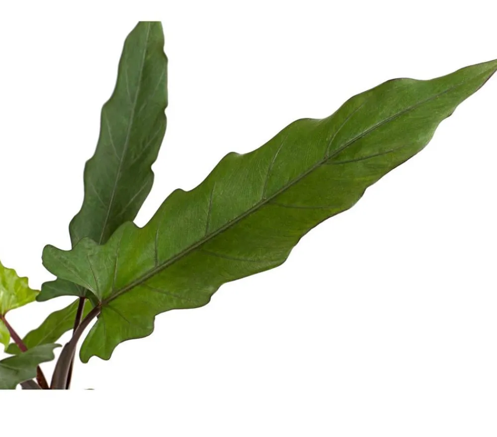 Dehner Calathea & Alocasia|Grünpflanzen - Pfeilblatt - Alocasia lauterbachiana