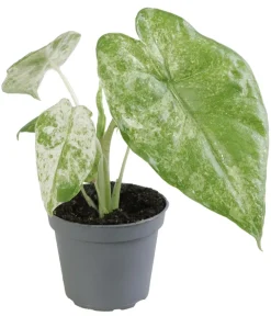 Dehner Pfeilblatt - Alocasia macrorrhiza 'Splash' Sale