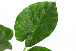 Dehner Pfeilblatt - Alocasia macrorrhiza Grün Clearance