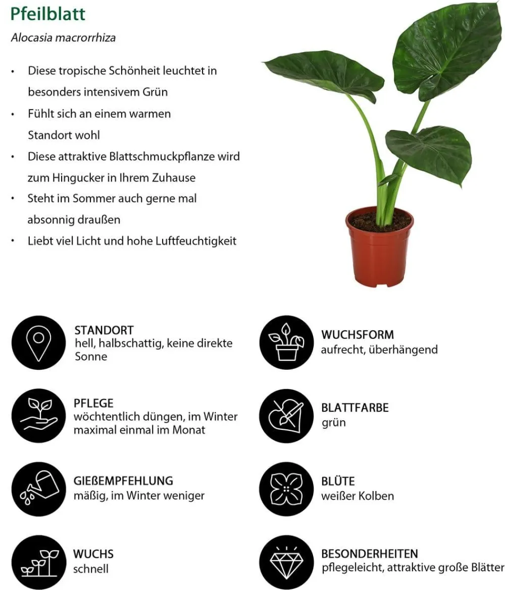 Dehner Pfeilblatt - Alocasia macrorrhiza Grün Clearance